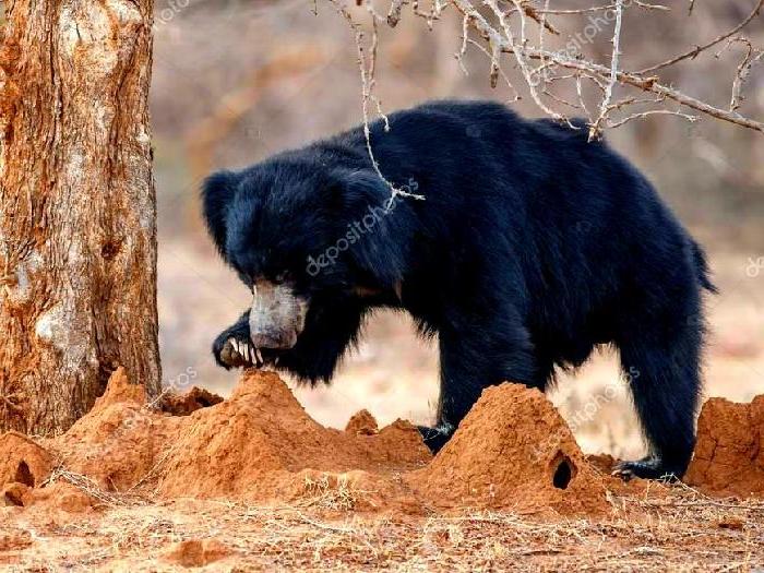 Термиты еда медведя губача